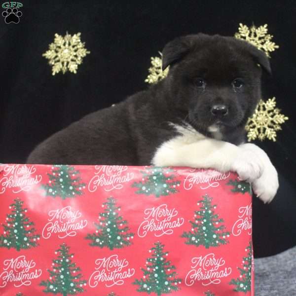 Chloe, Akita Puppy